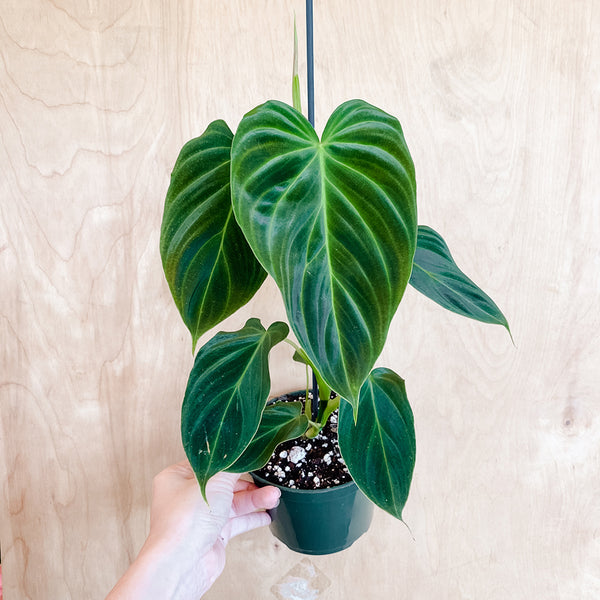 5" Philodendron glorious (LARGE)