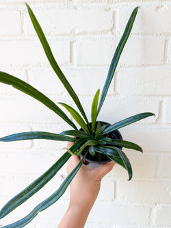 4” Microsorum thailandicum (Blue Oil Fern)