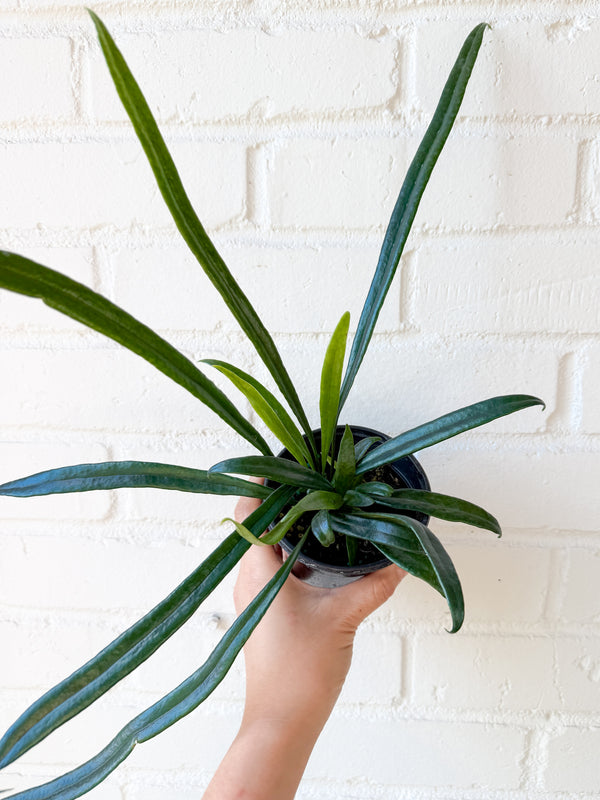 4” Microsorum thailandicum (Blue Oil Fern)