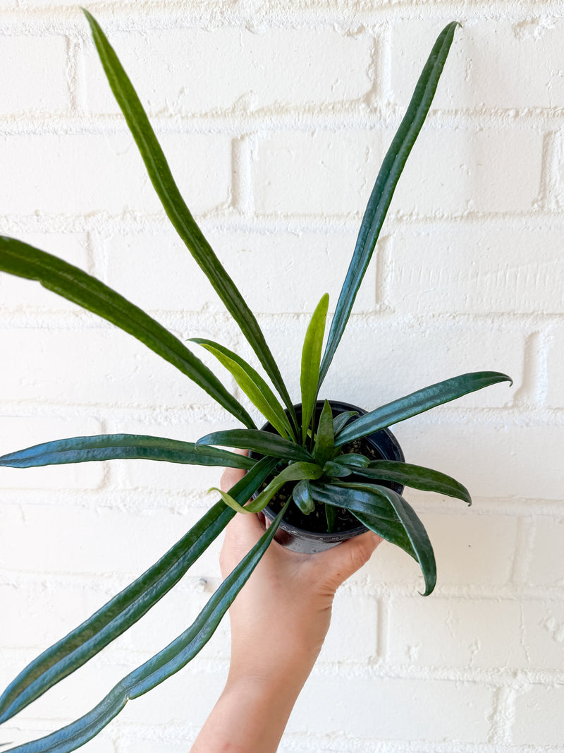 4” Microsorum thailandicum (Blue Oil Fern)