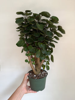 6" Aralia fabian