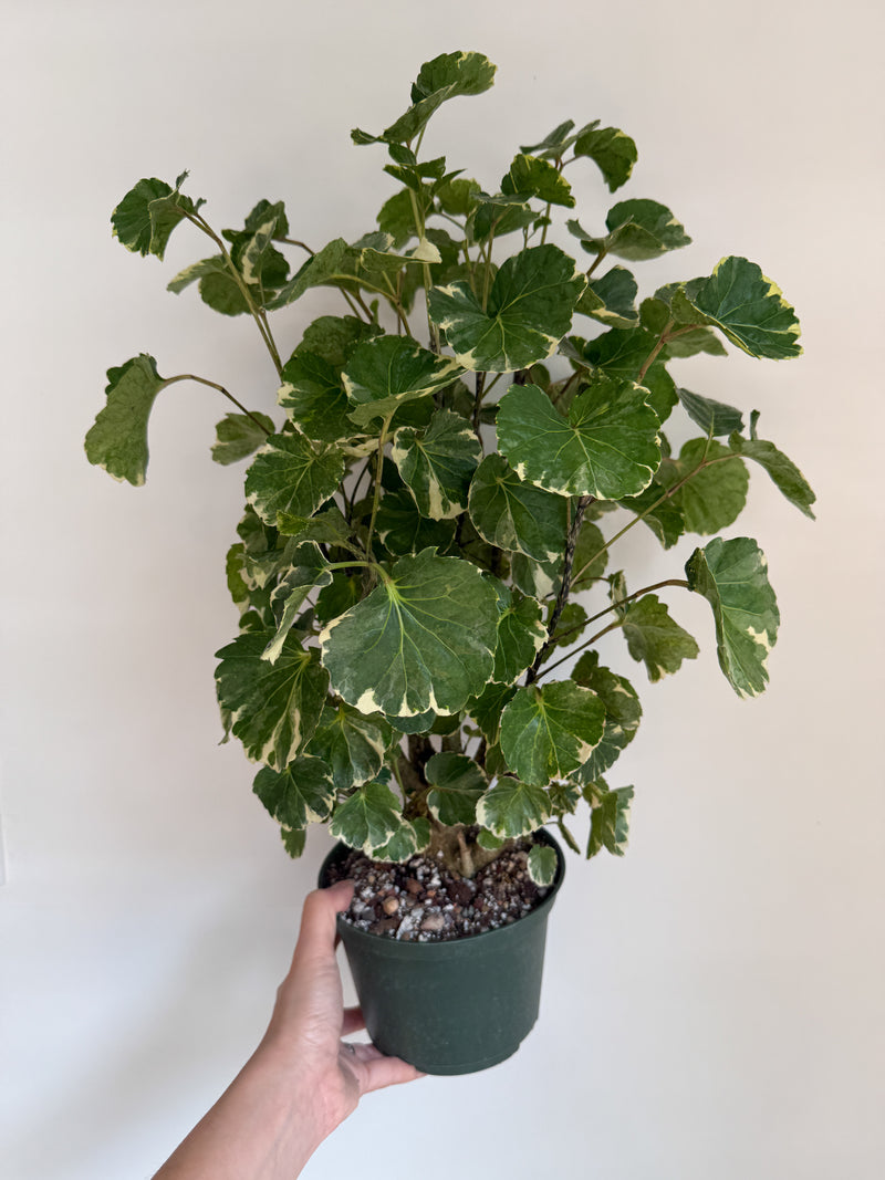 6" Aralia Balfouriana Variegated