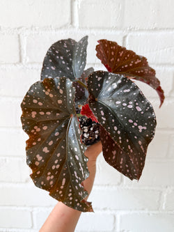 4" Angel Wing Begonia 'Cracklin Rosie'