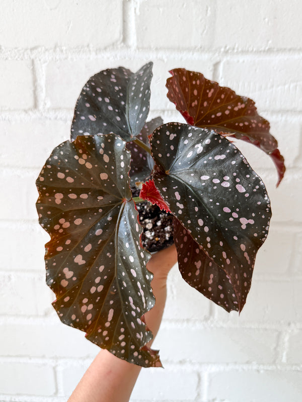 4" Angel Wing Begonia 'Cracklin Rosie'
