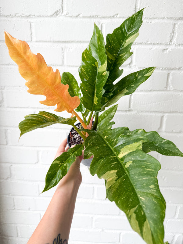 6" Philodendron ‘Ring of Fire’ (LARGE)