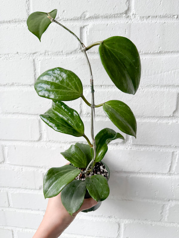 4" Hoya quinquenervia *Exact Plant*