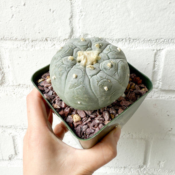 Lophophora frichii *Exact Plant*