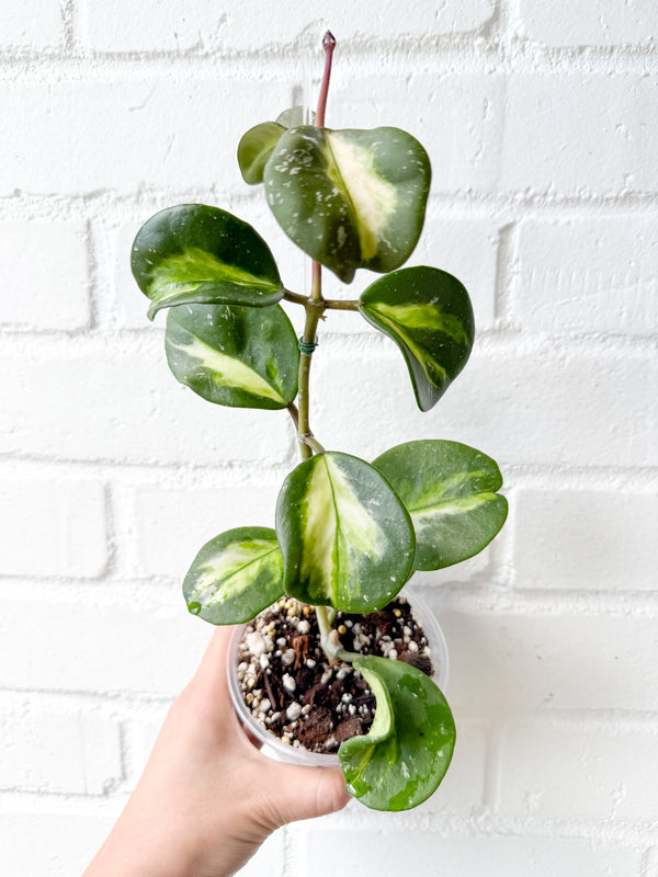4" Hoya obovata variegata (Splash) *Exact Plant*