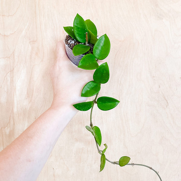 3" Hoya chouke