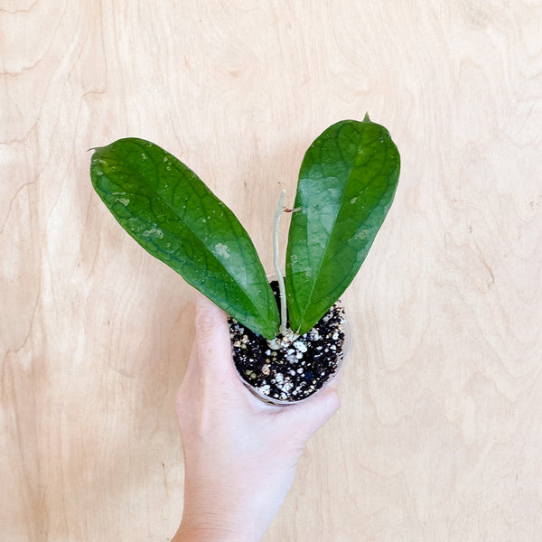 4" Hoya forbesii 'splash'