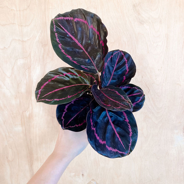 4" Calathea 'Dottie'