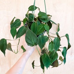 6" Philodendron micans HB