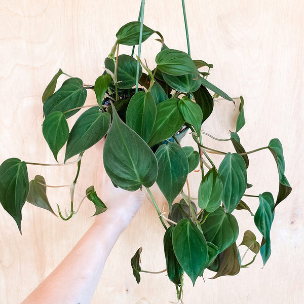 5" Philodendron micans HB