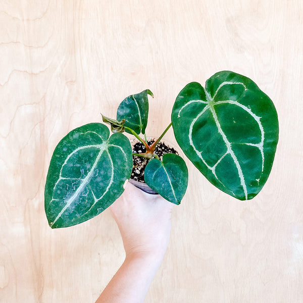 4" Anthurium forgetti 'hybrid' x Anthurium [villenaorum x radicans]