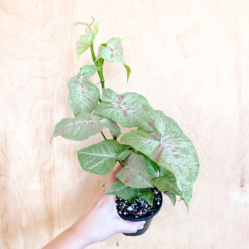 4" Syngonium podophyllum ‘Milk Confetti'