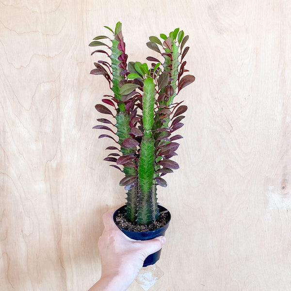 4" Euphorbia trigona rubra