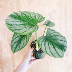 5" Philodendron 'Mamei Silver'