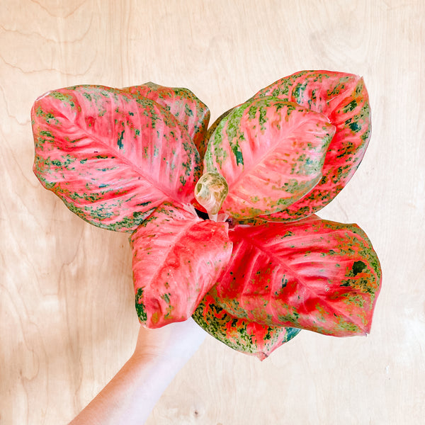 Aglaonema 'Orange Sombat'