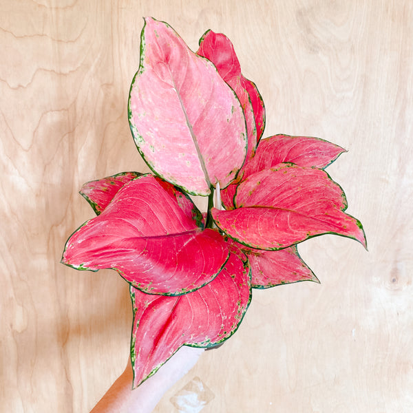 Aglaonema 'Super Red'