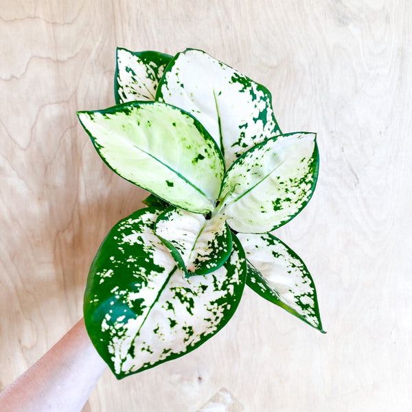 Aglaonema 'Suksom White'