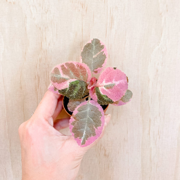 3" Episcia 'Pink Smoke'