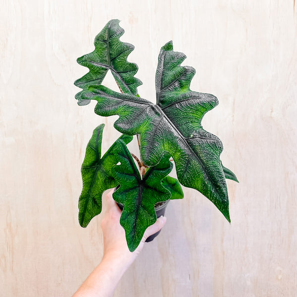 4" Alocasia 'Jacklyn'