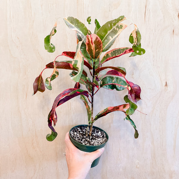 Croton 'Red Jester'