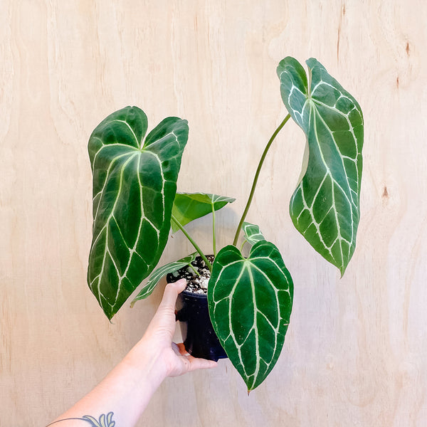 6" Anthurium crystallinum