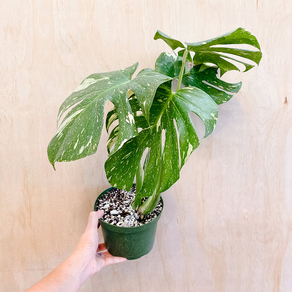 6" Monstera 'Thai Constellation' (LARGE)