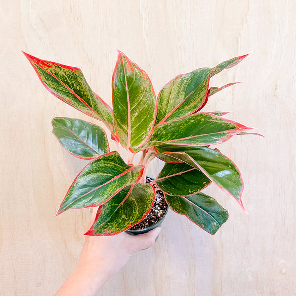 6” Aglaonema 'Creta'