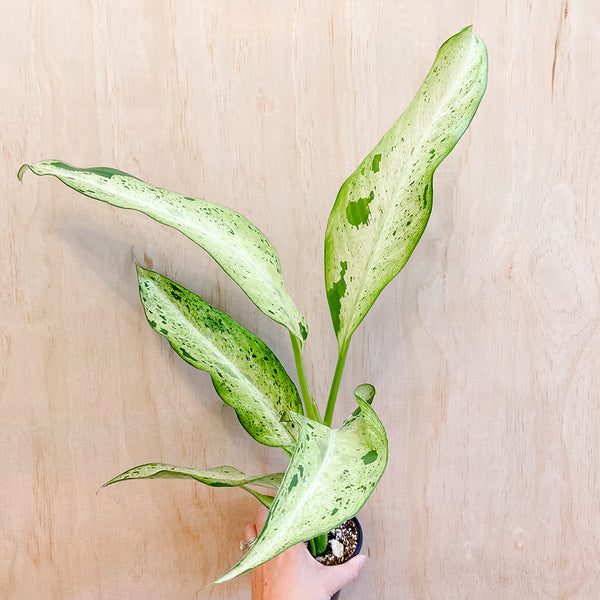 4" Dieffenbachia camouflage