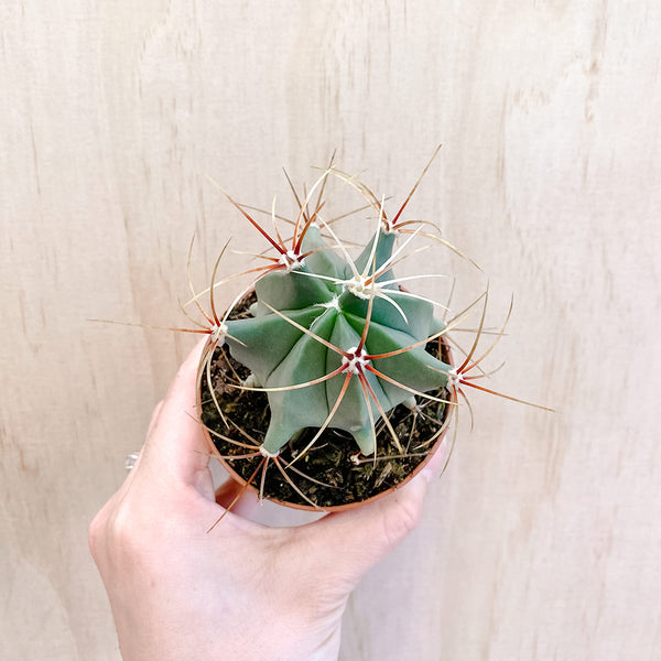 3" Ferocactus histrix