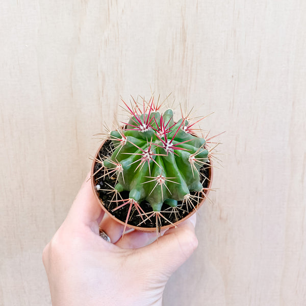 3" Ferocactus wislizeni ssp. herrerae