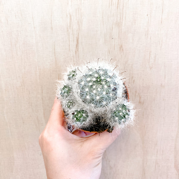 3" Mammillaria baumii