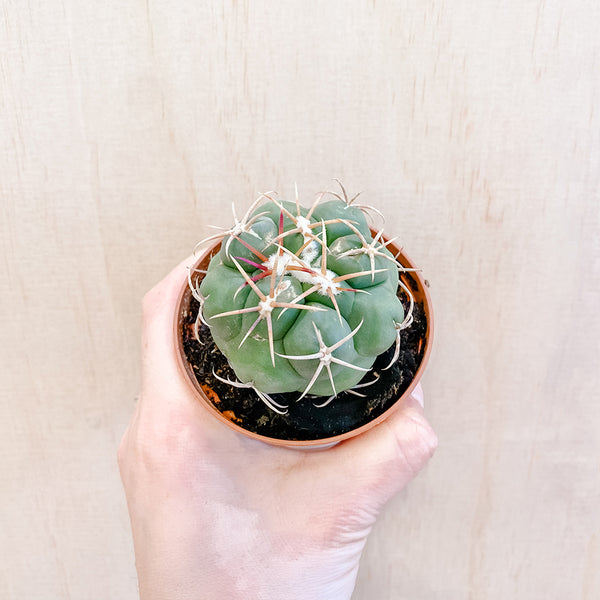 3" Thelocactus lloydii major