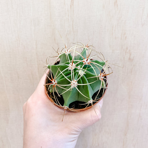 3"  Ferocactus macrodiscus