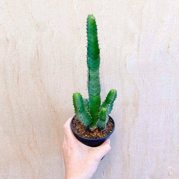 4" Euphorbia tortillis