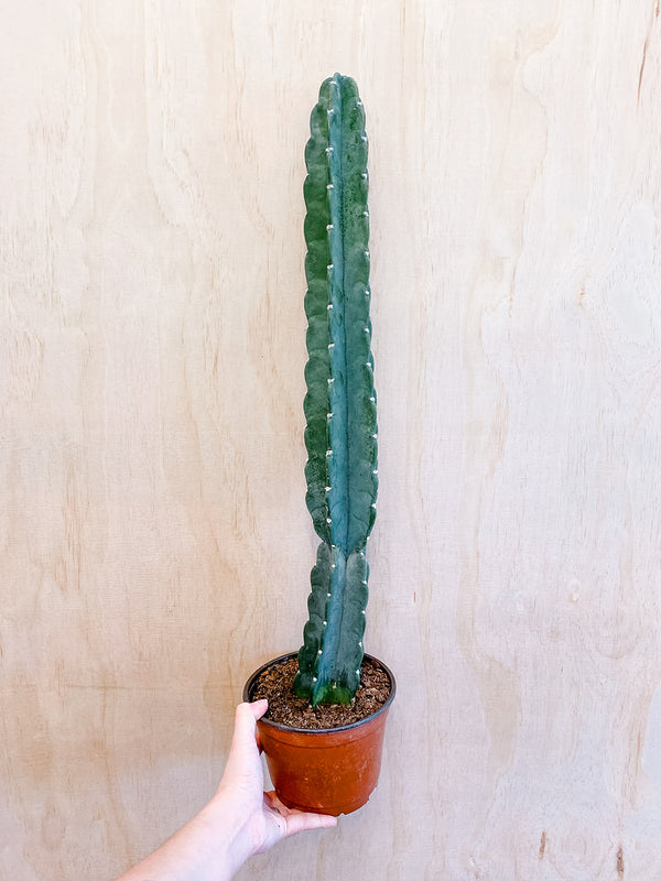 6" Cereus jamacaru (Cuddly Cactus)