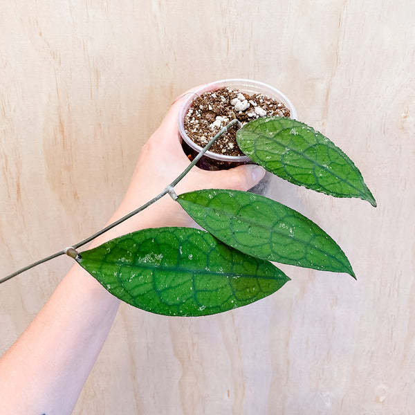 4" Hoya clemensiorum