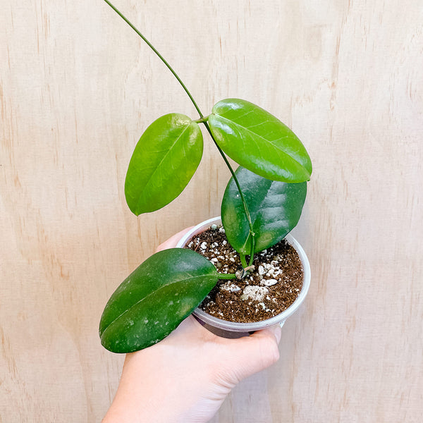 4" Hoya sp. PNG Sv-422