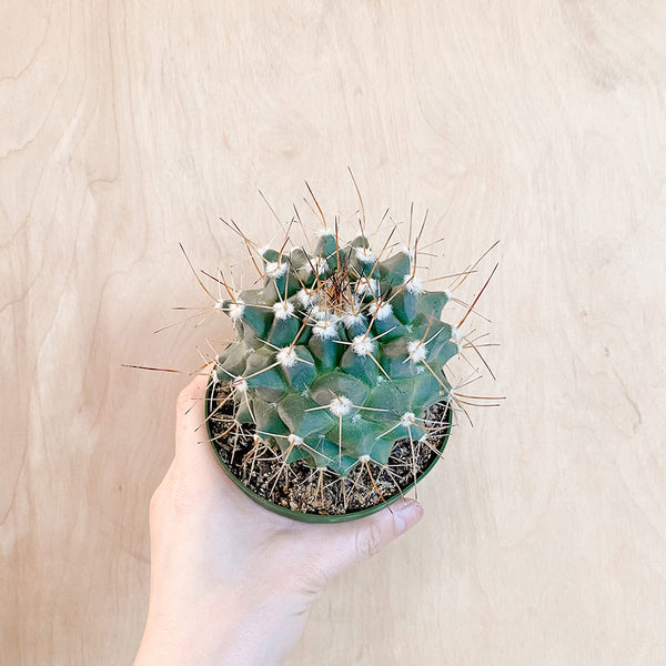 4" Mammillaria melanocentra