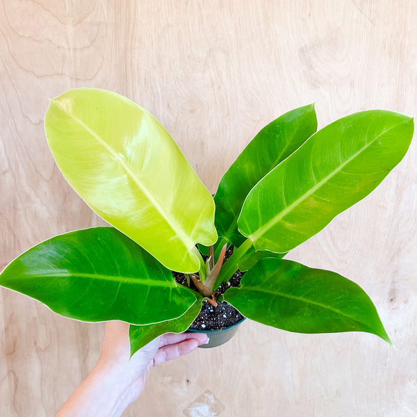 5" Philodendron 'Moonlight'