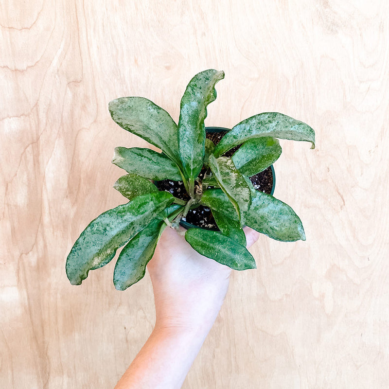 4" Hoya carnosa 'Grey Ghost'