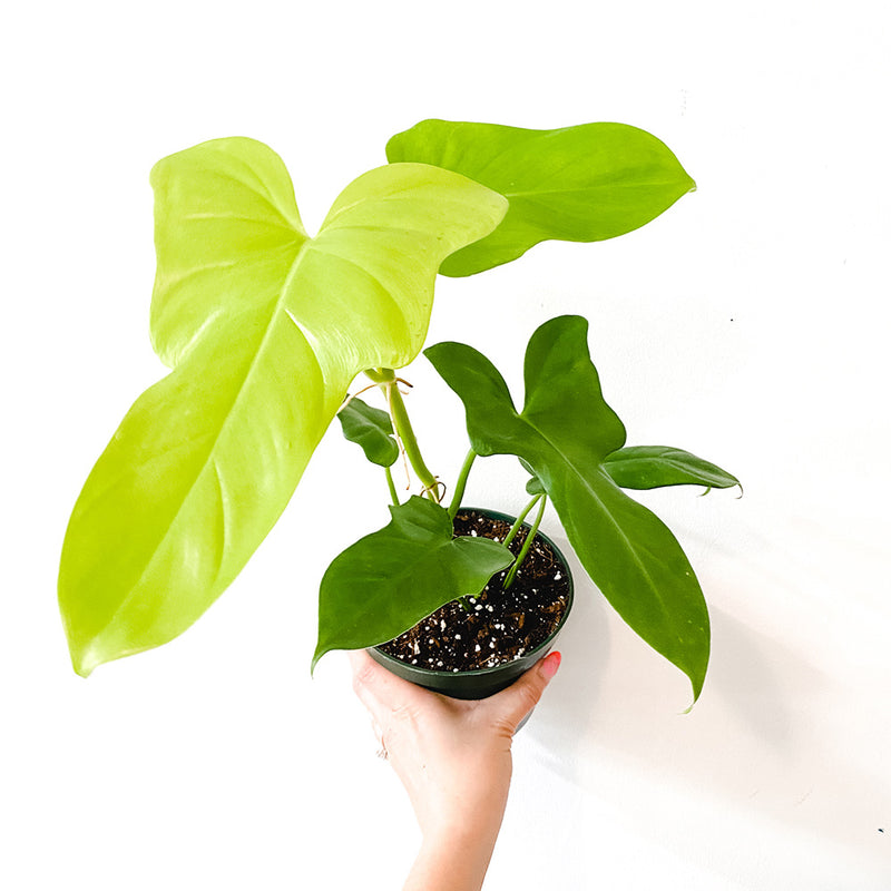 6" Philodendron bipennifolium aurea 'Golden Violin'