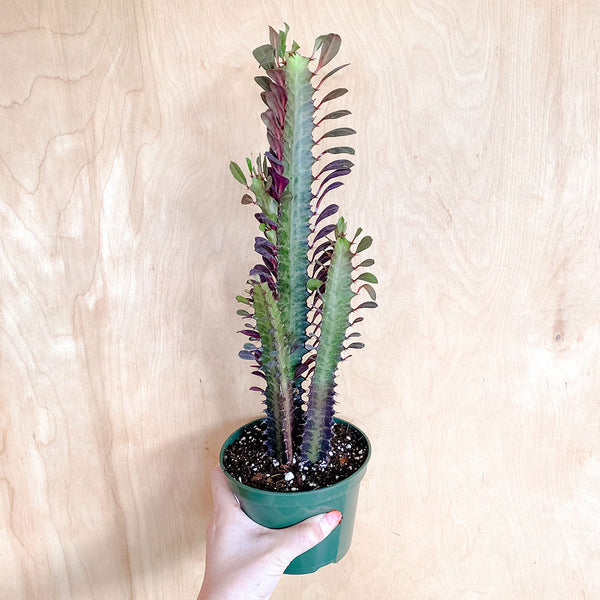 6" Euphorbia trigona rubra