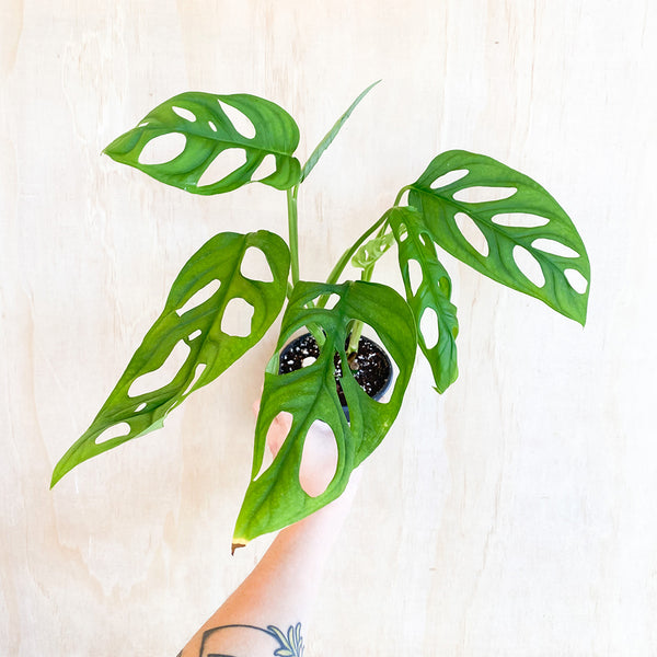 4" Monstera epipremnoides 'Esqueleto'