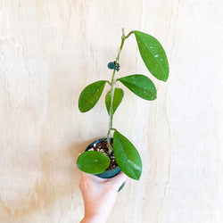 4" Hoya 'David's Green Cup'