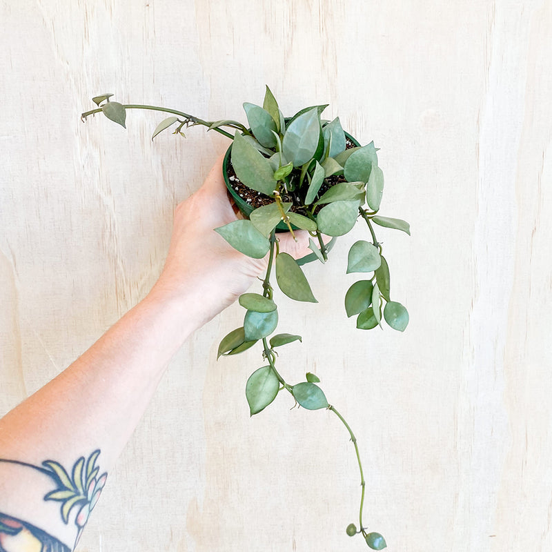 4" Hoya krohniana 'Super Silver'