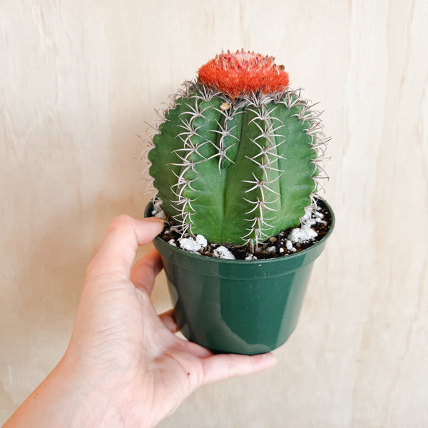 6" Melocactus matanzanus
