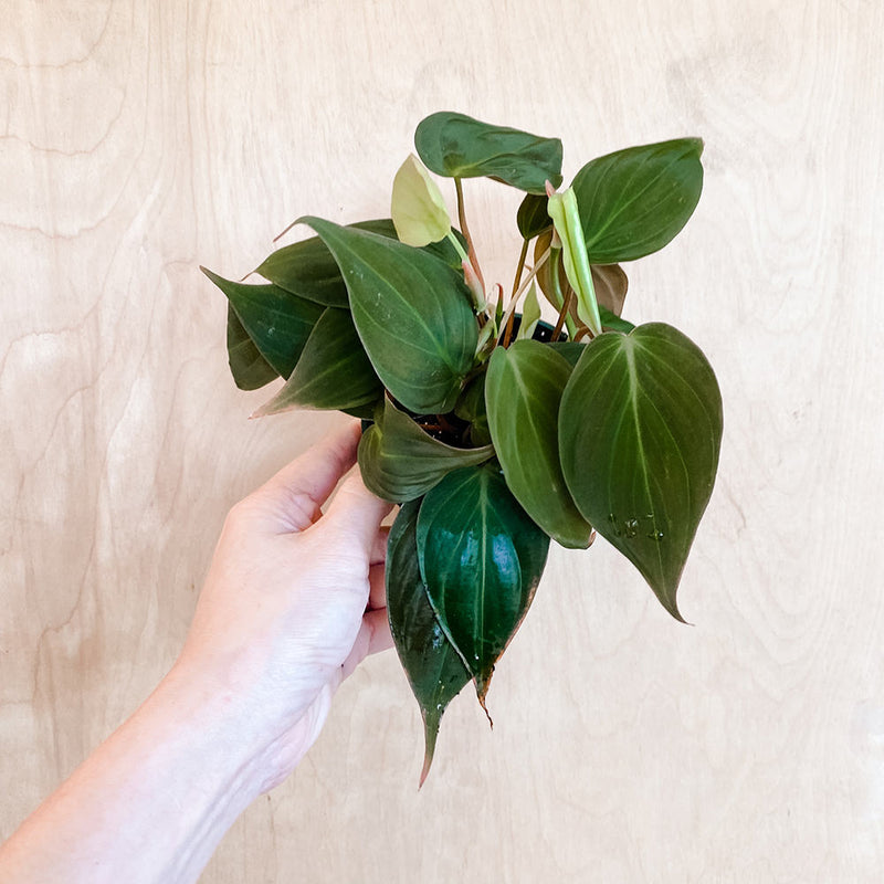 4" Philodendron 'Micans'